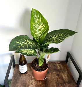 60cm Dieffenbachia Tropic Snow (Dumb Cane)