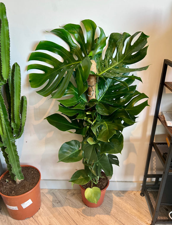 130cm Monstera Deliciosa (Swiss Cheese)