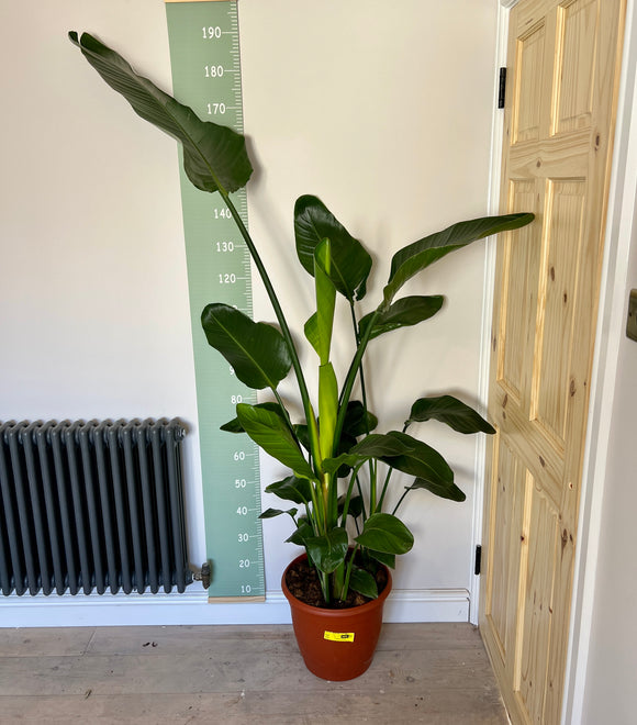180cm triple Strelitzia Nicolai (Bird of Paradise)