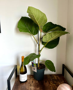 75cm Ficus Auriculata Everest