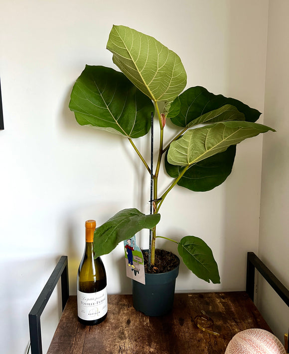 75cm Ficus Auriculata Everest