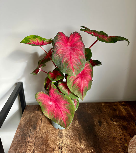 35cm Red / Green Caladium