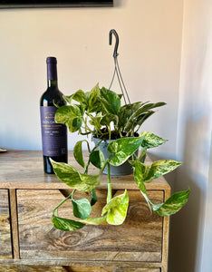 50cm Hanging Devils Ivy Marble