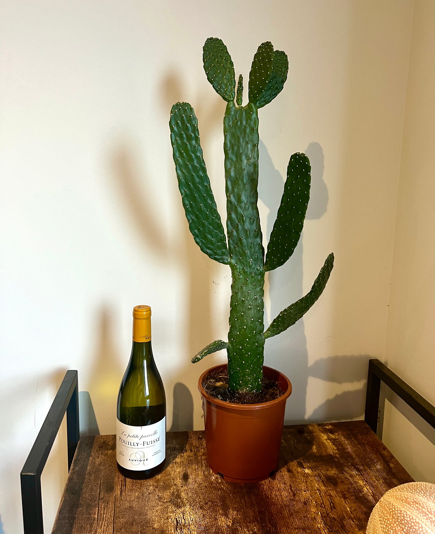 75cm Opuntia Cuddly (Spine Free) Cactus