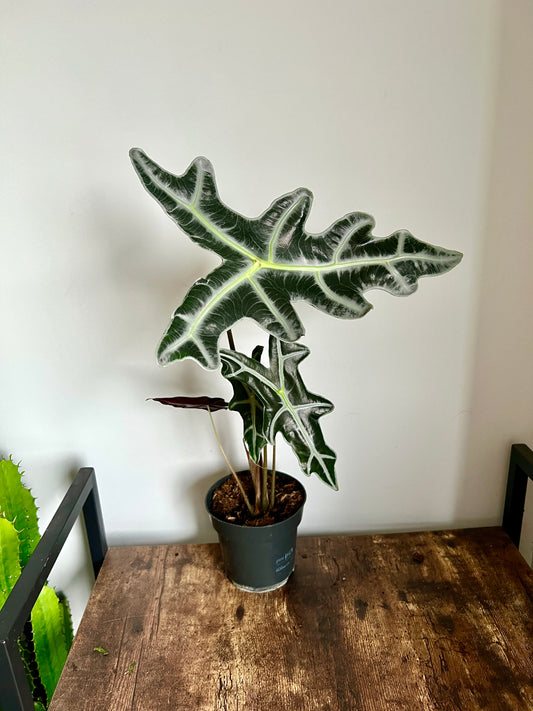 55cm Alocasia Nobilis