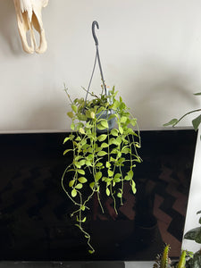 60cm Dischidia Oiantha (String of Nickels)