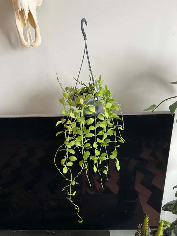 60cm Dischidia Oiantha (String of Nickels)