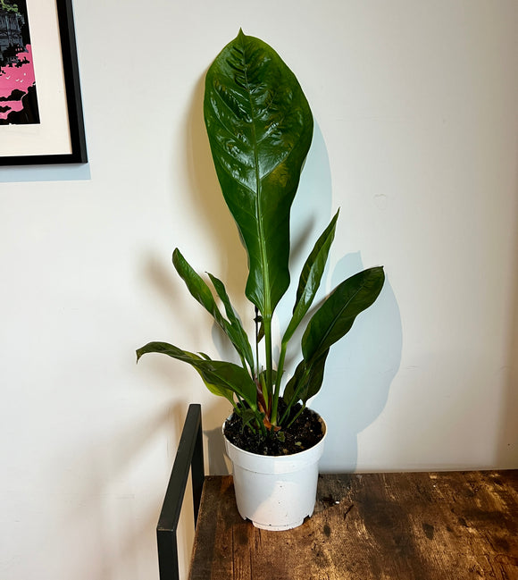 80cm Anthurium Jungle Bush