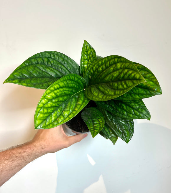 30cm Epipremnum Marble Plant (Devils Ivy)