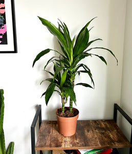 75cm Dracaena Janet (Dragon Tree)