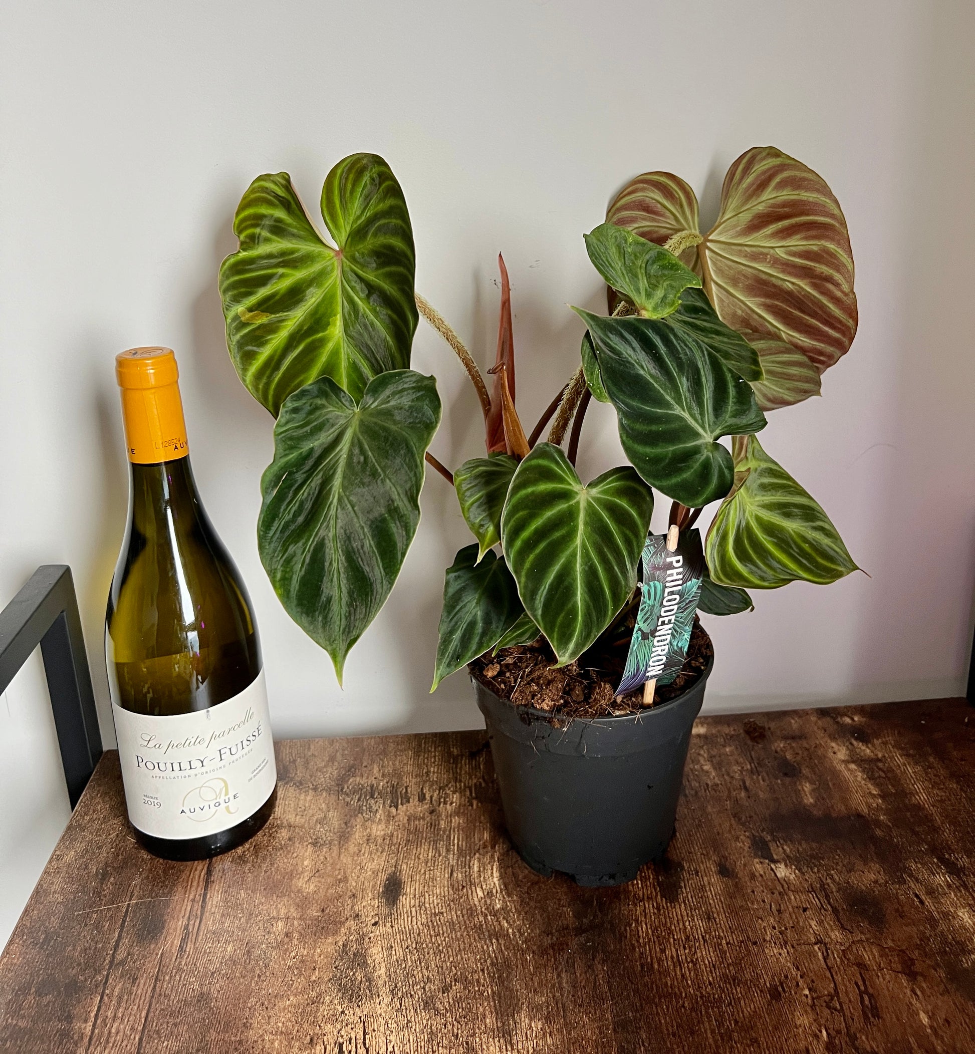 philodendron incensi 45cm Philodendron Verrucosum Incensi – Bristol Plant Man