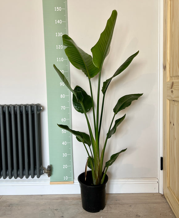 135cm Double Strelitzia Nicolai (Bird of Paradise)