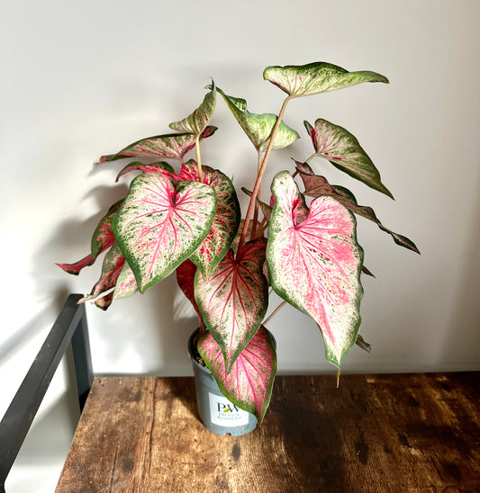 35cm Red / White / Green Caladium