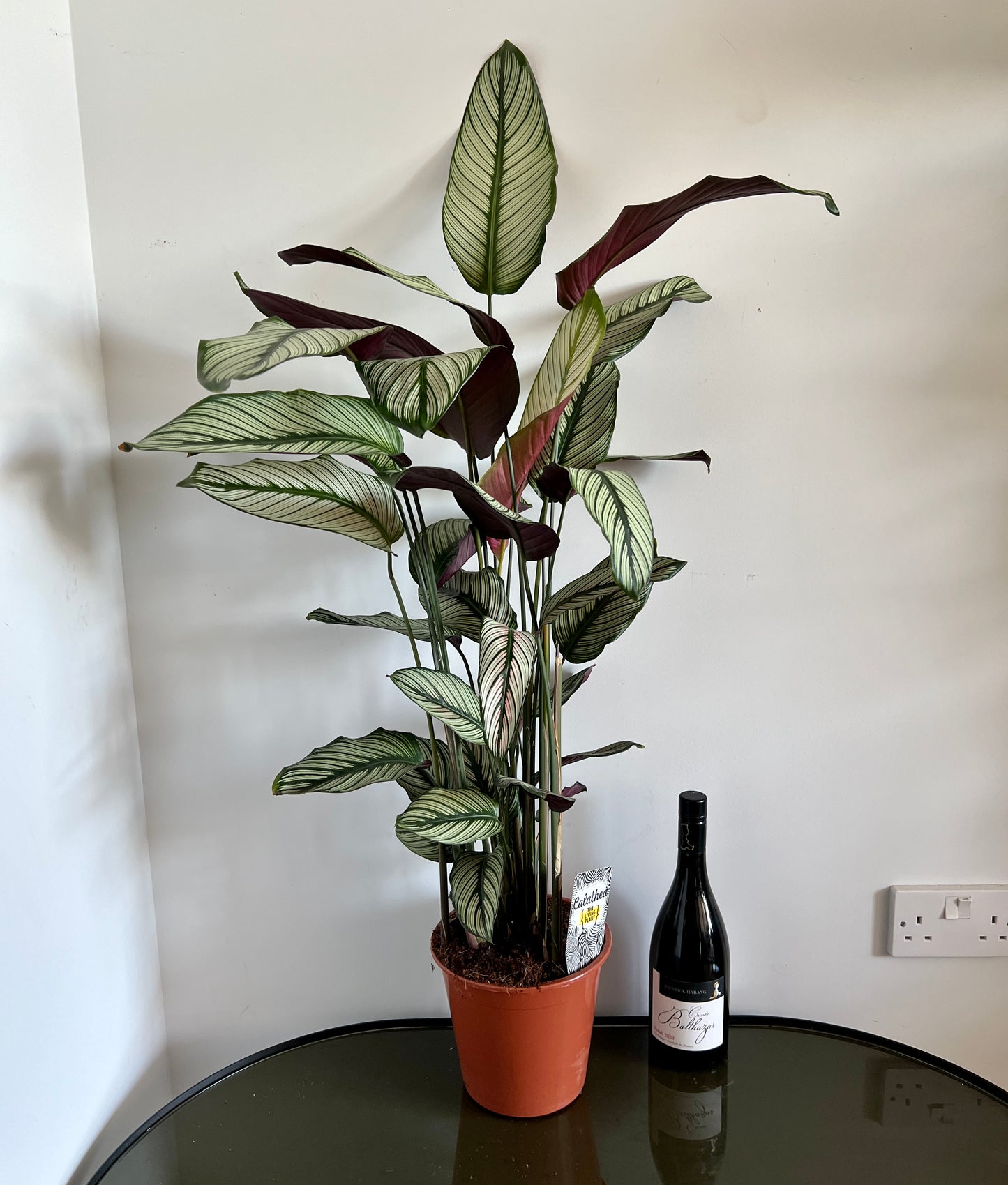 80cm Calathea White Star