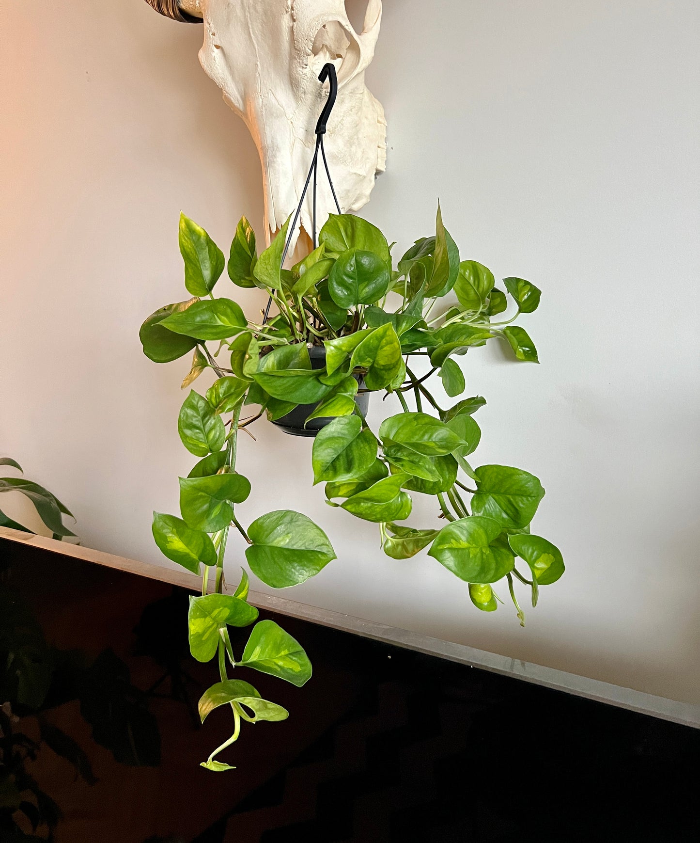 50cm Devils Ivy Global Green