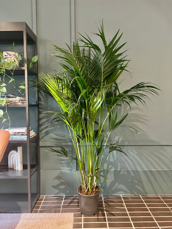180cm Howea Forsteriana (Kentia Palm)