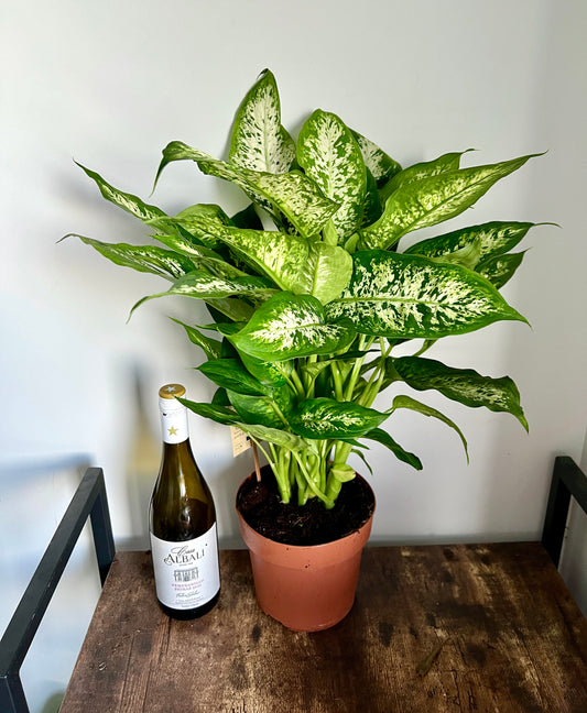 60cm Dieffenbachia Compacta (Dumb Cane)