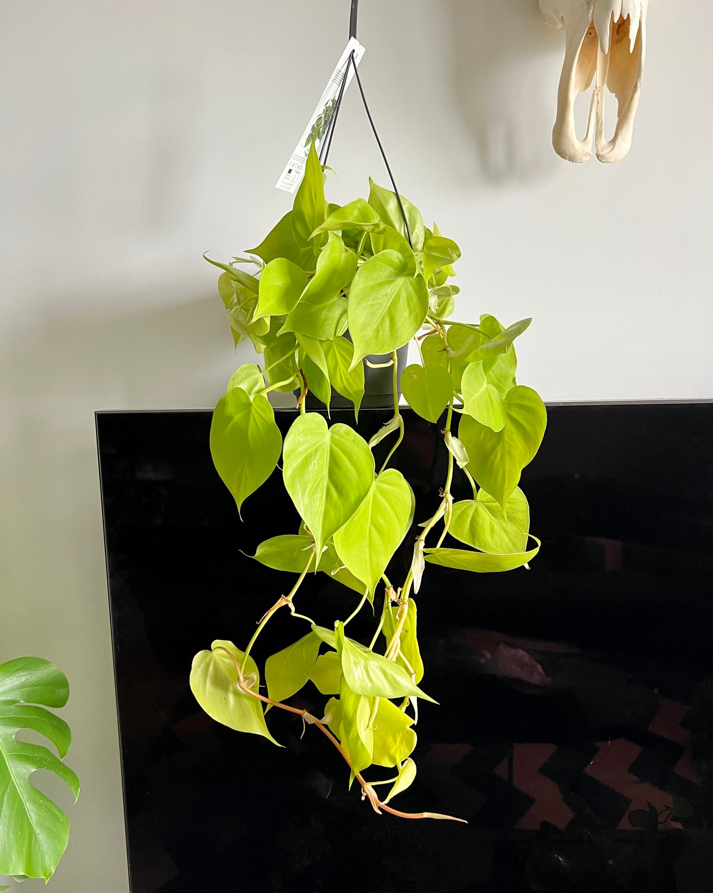 philodendron scandens micans lime 60cm Philodendron Scandens Mican Lemon / Lime (Devils Ivy) – Bristol Plant Man