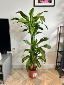 150cm Dracaena Fragrans (Dragon Tree)