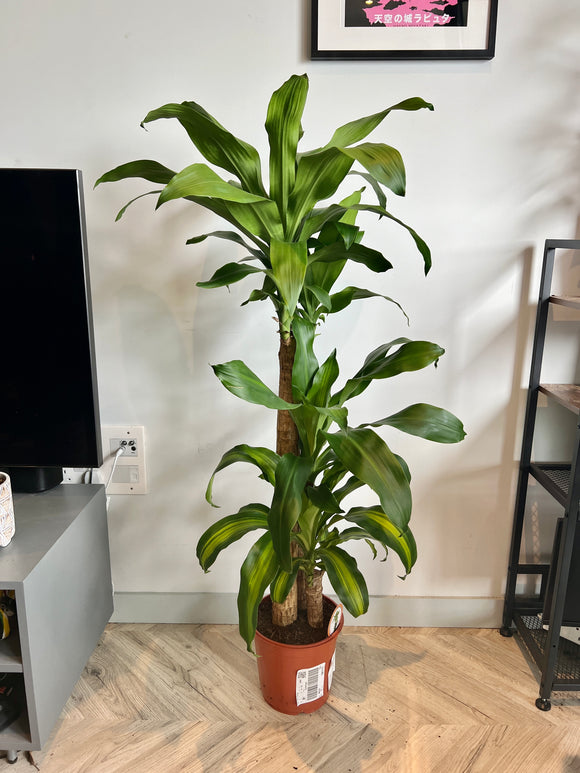 150cm Dracaena Fragrans (Dragon Tree)