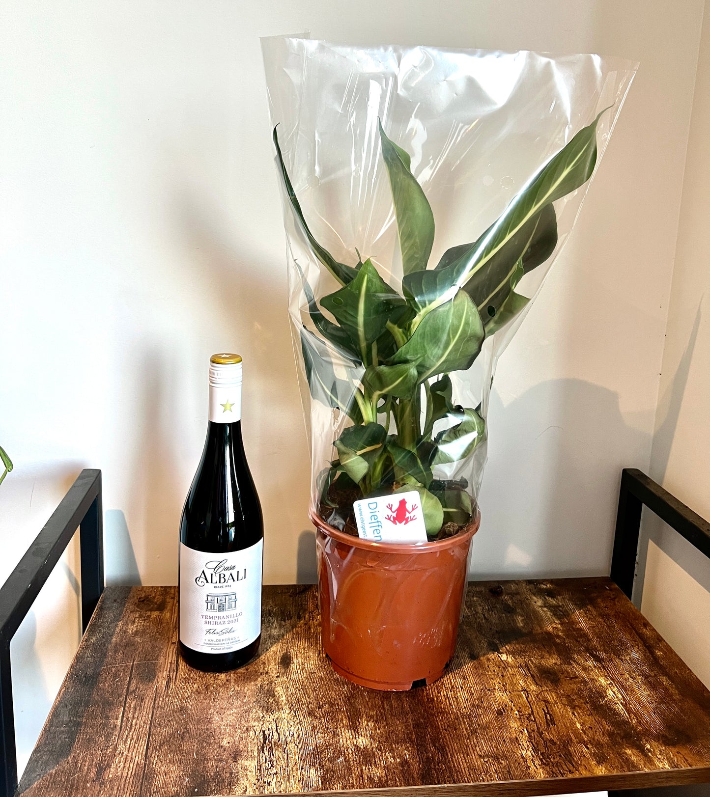 50cm Dieffenbachia Green Magic (Dumb Cane)