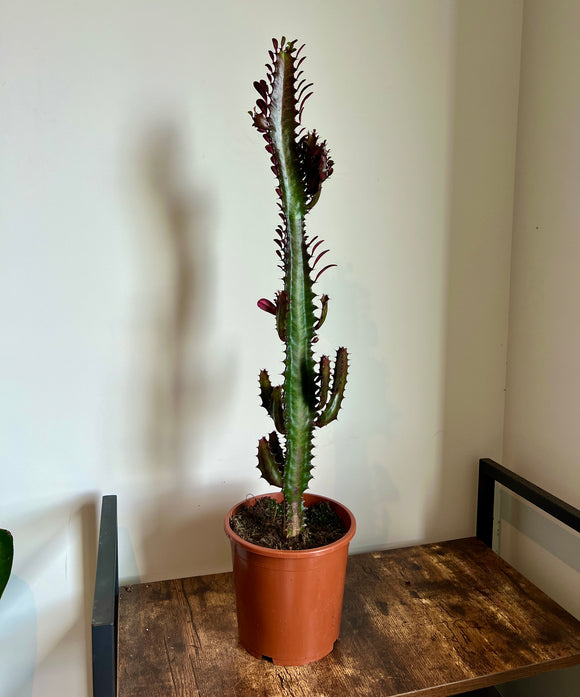 75cm Euphorbia Trigona Rubra Cactus