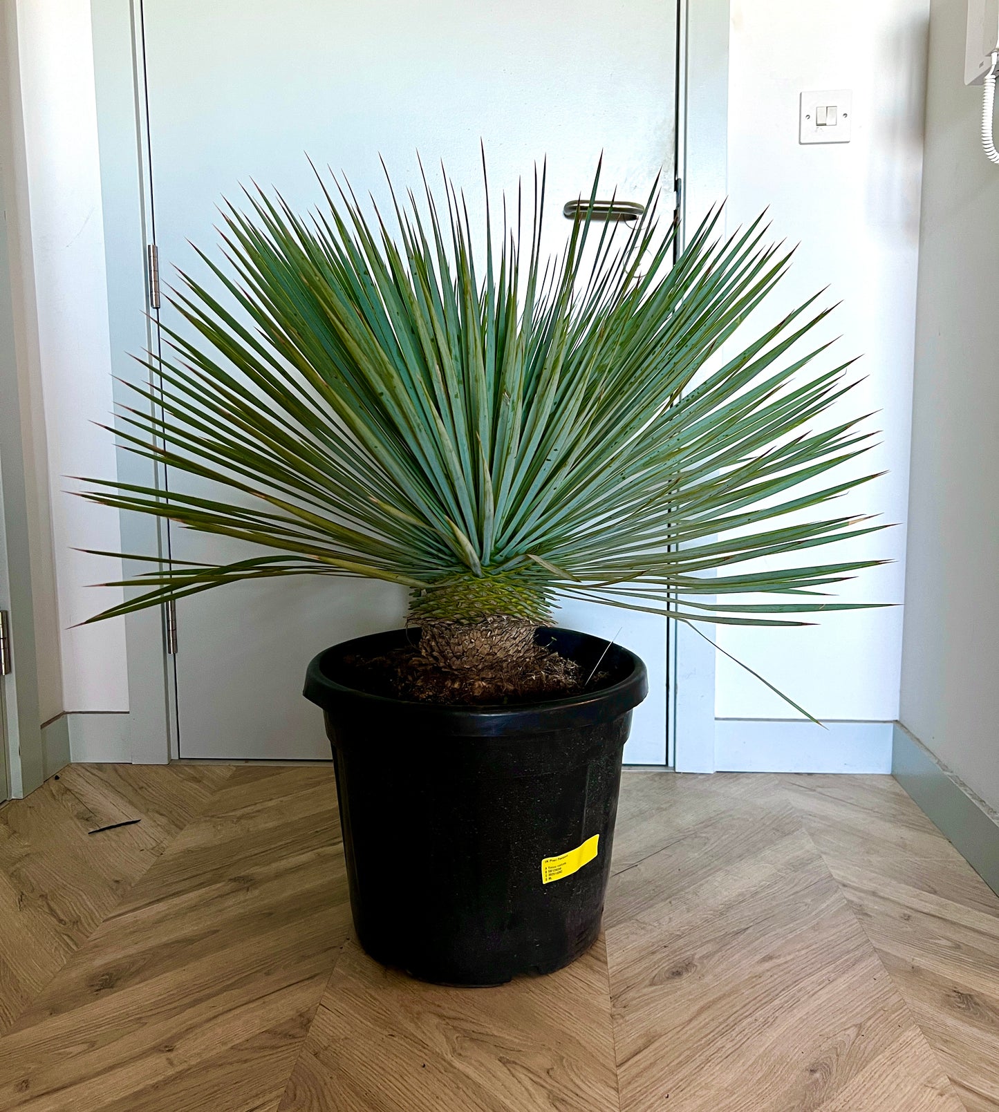 90cm Yucca Rostrata