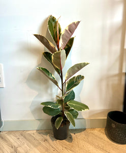 90cm Variegated Ficus Elastica Rubber Tree House Plant