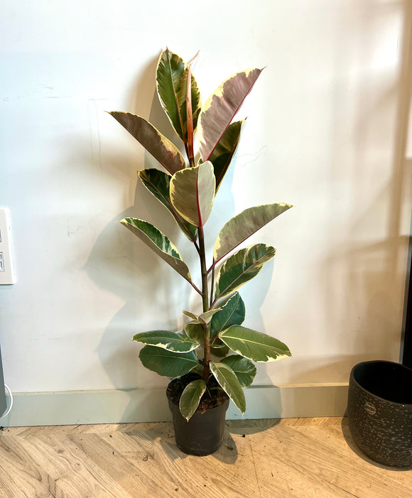 90cm Variegated Ficus Elastica Rubber Tree House Plant