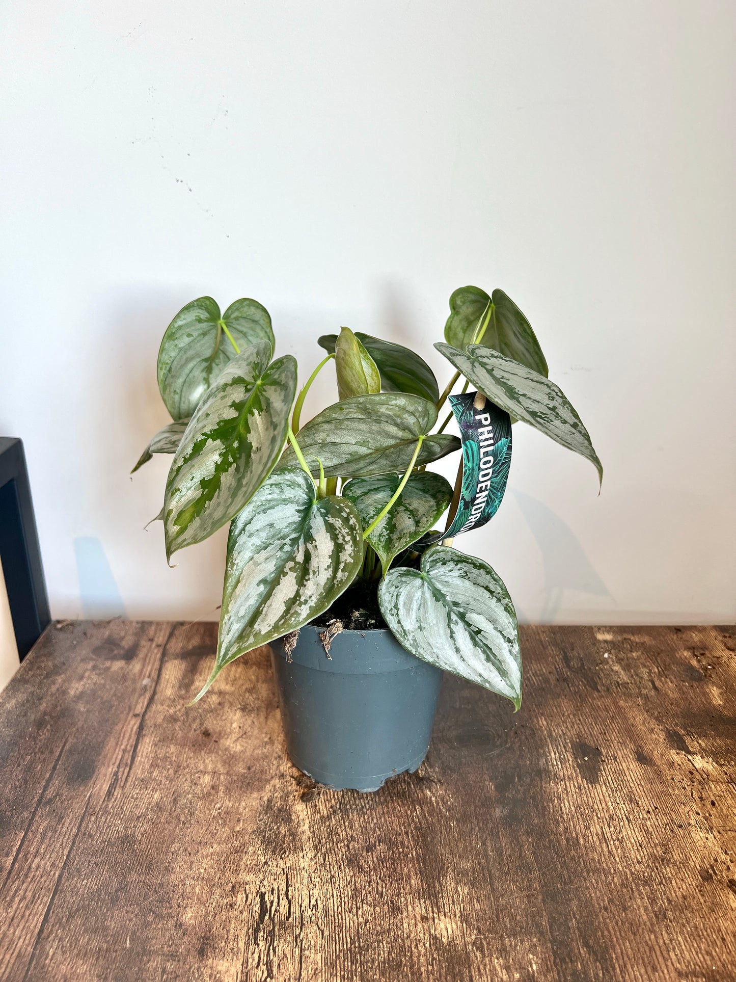 25cm Philodendron Brandtianum