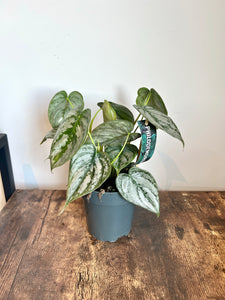 25cm Philodendron Brandtianum