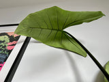 100cm BLACK Alocasia Zebrina