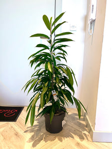 120cm Ficus Amstel King