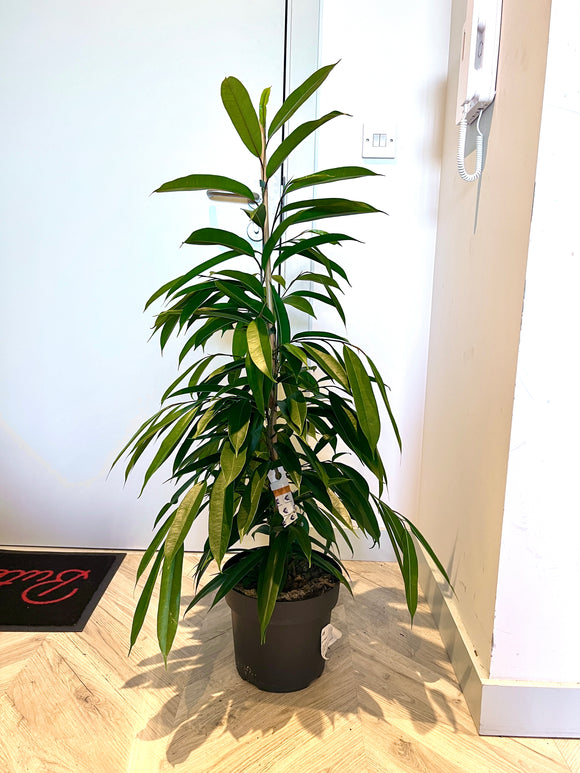 120cm Ficus Amstel King