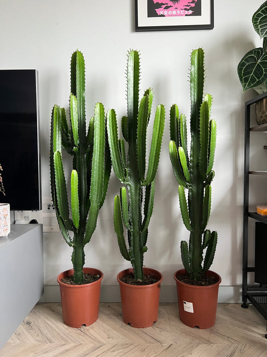 140cm Euphorbia Ingens Cactus