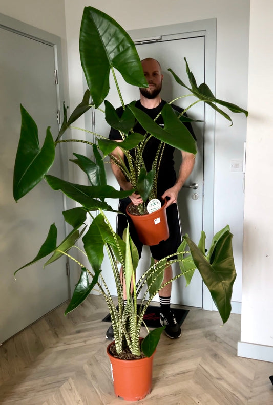 130cm Giant Alocasia Zebrina