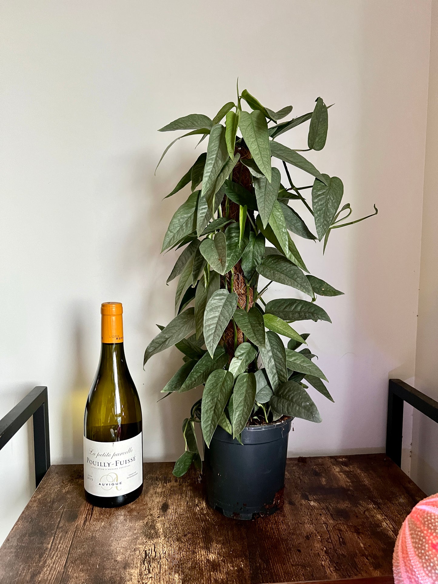 60cm Epipremnum Cebu Blue