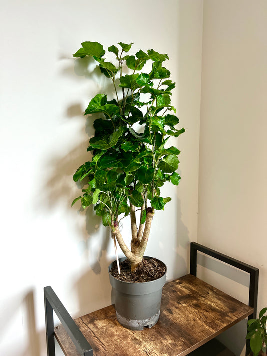 90cm Polyscias Fabian Tree