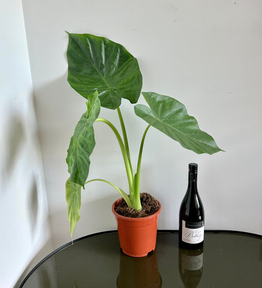 70cm Alocasia Macrorrhizos