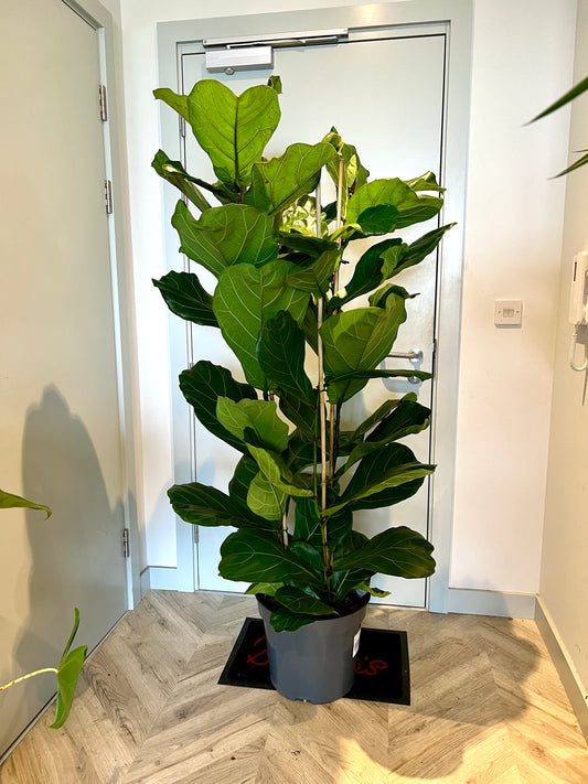 170cm Triple Stemmed Ficus Lyrata (Fiddle Leaf Fig)