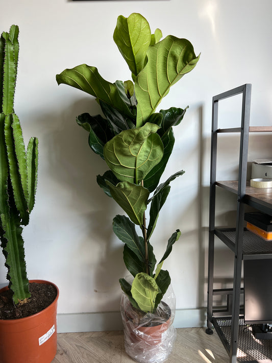 140cm Ficus Lyrata (Fiddle Leaf Fig Tree)