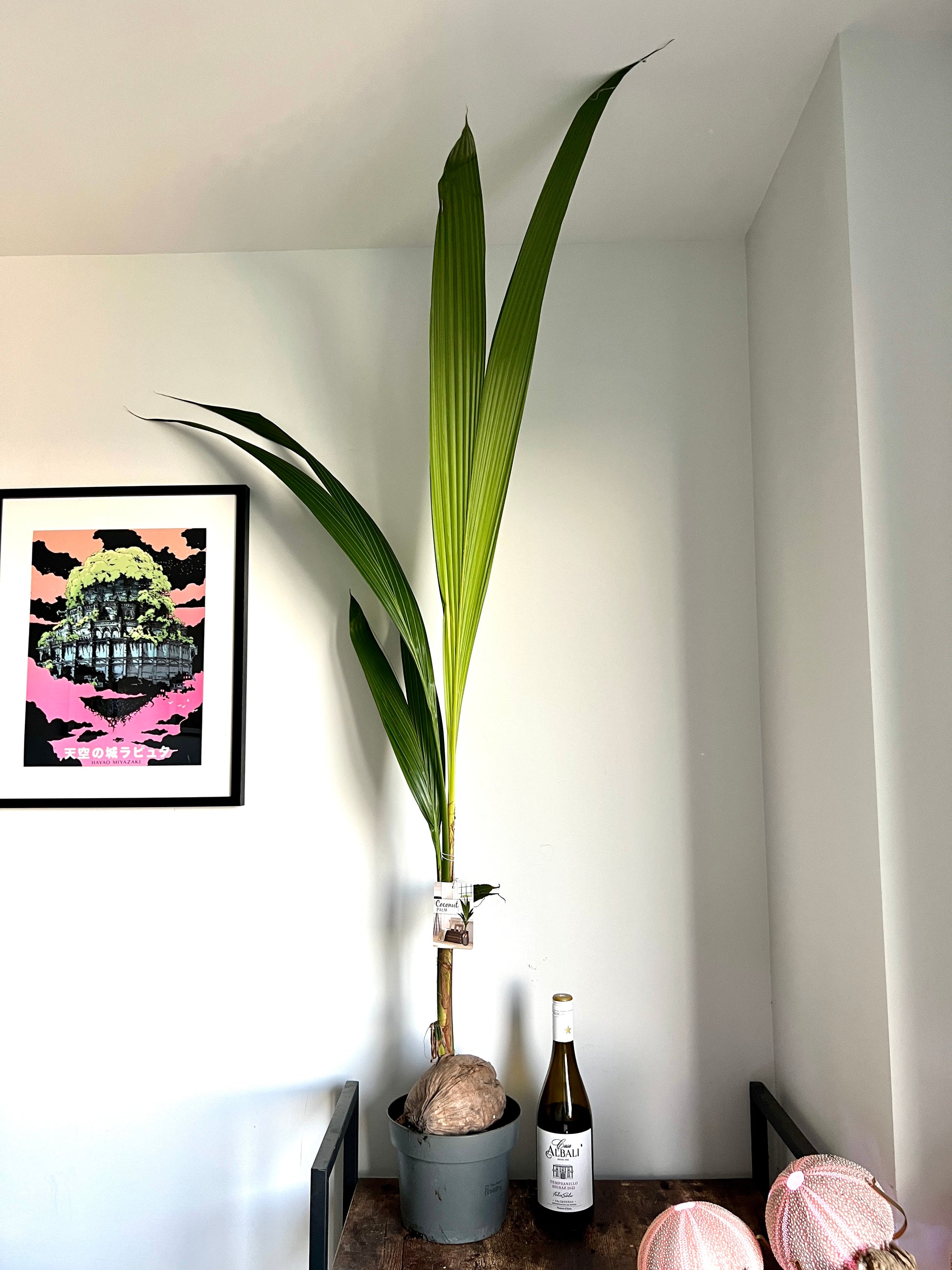 coconut palm indoor 150cm Cocus Nucifera (Coconut Palm Tree) – Bristol Plant Man