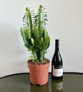 60cm Euphorbia Trigona Cactus