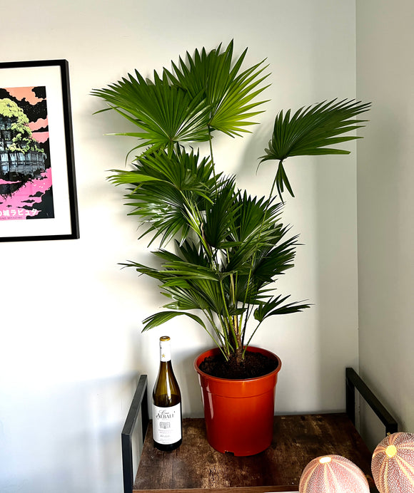 110cm Livistonia Rotundifolia (Footstool Palm Tree)