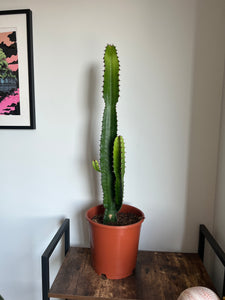 90cm Euphorbia Acrurensis Cactus