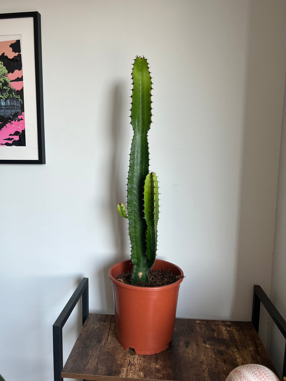 90cm Euphorbia Acrurensis Cactus