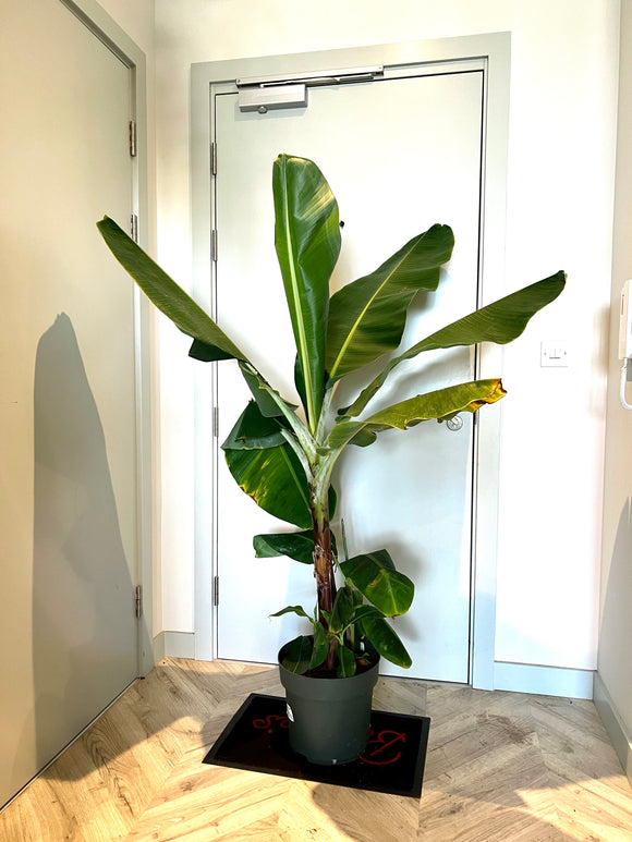160cm Musa Dwarf Cavendish Banana Plant