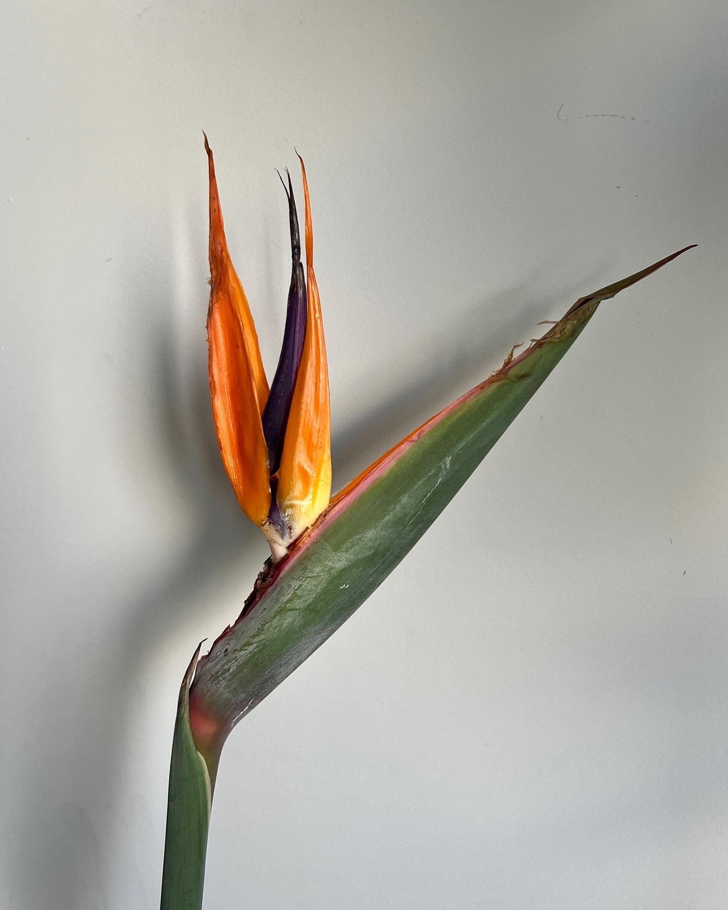 120cm Flowering Strelitzia Reginae (Bird of Paradise)