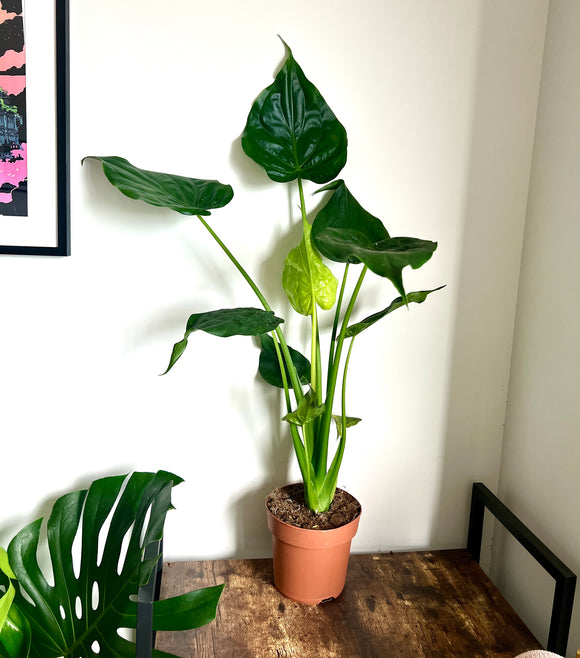 100cm Alocasia Cucullata