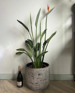 120cm Flowering Strelitzia Reginae (Bird of Paradise)